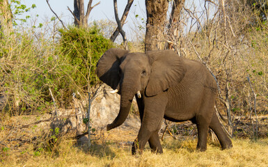 Fototapeta premium African elephant a big five wild animal isolated in the wild in Africa
