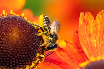 A macro portrait of a honey bee sitting head down on a helenium moerheim or mariachi flower collecting pollen to bring back to its hive. The useful insect is searching the entire red flower.
