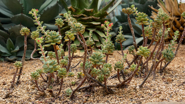 sedum stretching out in multiple lines
