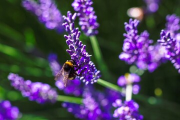 A close up portrait of a purple lavender flower with a bumblebee hanging on the side of it part of a big bush standing. The insect is collecting pollen.