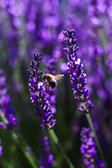 A portrait of a bumble bee jumping between two lavender flowers of a bush. The insects wings are visible and on its legs it has a pollen clump in its basket ready for transport.