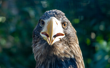 Portrait of the steller's sea eagle (Haliaeetus pelagicus) looking to camera