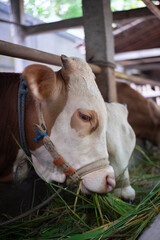 Ongole crossbred cattle or Javanese cow is the largest cattle  in Indonesia specifically in...