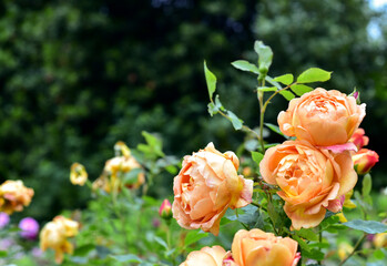 Beautiful orange Rose blooming in summer garden. Outdoors. Gardening concept.