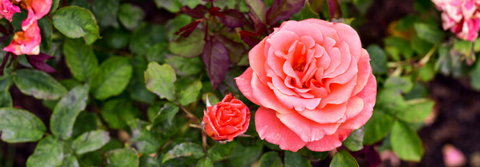 Beautiful coral Rose blooming in summer garden. Outdoors. Gardening concept.