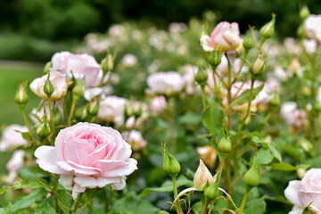 Beautiful pink Rose blooming in summer garden. Outdoors. Gardening concept.