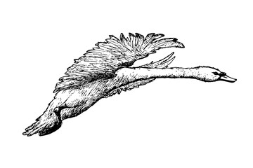 flying swan vector illustration on white background © llenella