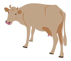 light cow with turned head looks at the camera hand drawn illustration vector