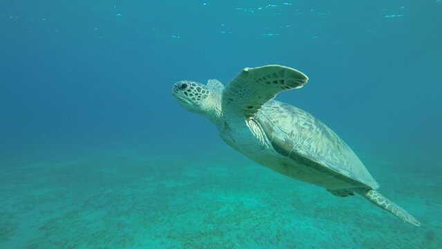 Sea turtle swim to up from seabed, takes a breath on surface of water and dives to the deep. Green Sea Turtle (Chelonia mydas), Red Sea, Egypt