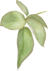 Rose Leaves Watercolor