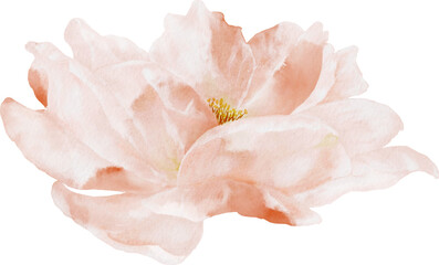Fototapeta na wymiar Rose Flower Watercolor