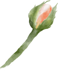Fototapeta premium Rose Flower Watercolor