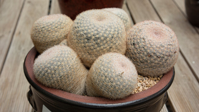 Mammillaria candida var.rosea that looks like it's embracing down fur