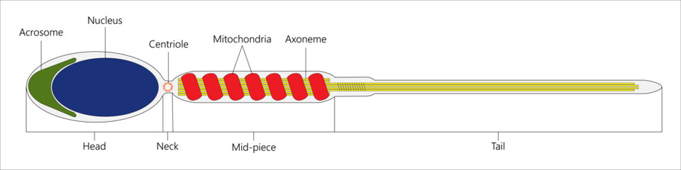 Human sperm cell. Vector illustration. - obrazy, fototapety, plakaty