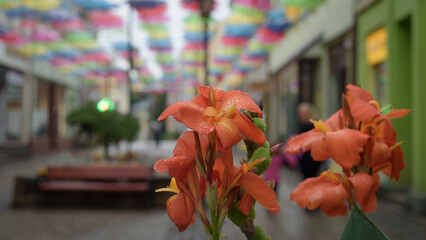 Fototapeta na wymiar CITY LANDSCAPE - A blooming flowers on the walking passage under colorful umbrellas