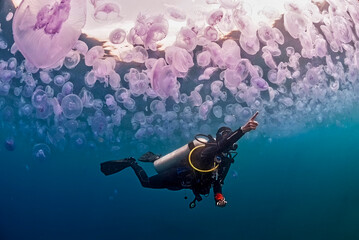 Diver in a bloom of jellyfishes Aurelia aurita pointing something © nicolas