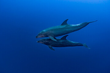 Couple of bottle-nose dolphins (Tursiops truncatus) swimming in the blue.