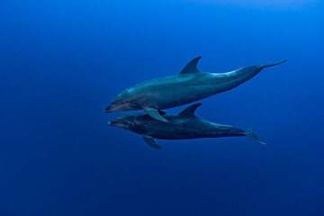 Couple of bottle-nose dolphins (Tursiops truncatus) swimming in the blue. © nicolas