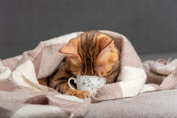 The cat holds a cup in its paws and looks inside.