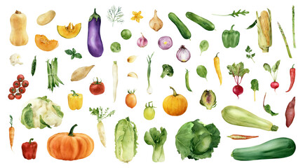 Watecolor hand-drawn vegetables set illustrations. Veggies collection icons. Vegetarian organic food art. Gardening set. Painted cooking ingredients isolated on transparent background. Harvest season - obrazy, fototapety, plakaty