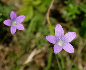 Wiesen-Glockenblume