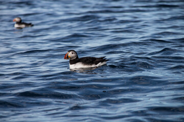 Atlantic puffin , also known as the common puffin, is a species of seabird in the auk family. his puffin has a black crown and back, pale grey cheek patches and white underparts.
