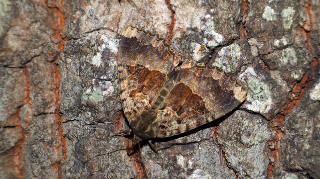 Black moth Mormo maura feeds on tree sap close-up in nature, mimicry, noctuidae, butterfly