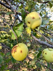 Yellow apples on tree