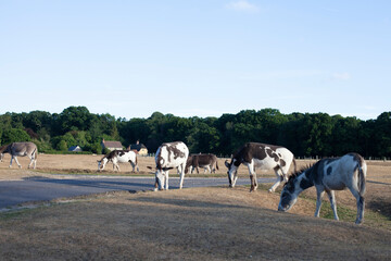 Donkeys grazing in the New Forest