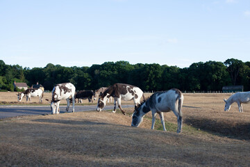 Obraz premium Donkeys grazing in the New Forest