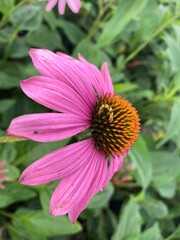 worm on an echinacea flower