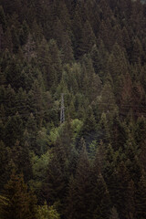 Vertical photo of the pine tree forest in the mountains 