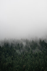 Fog over the pine tree forest in the mountains