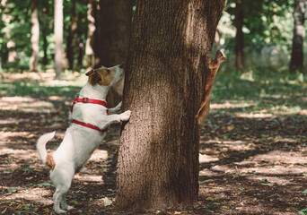 Dog sniffing from wrong side of tree looking for squirrel  - obrazy, fototapety, plakaty