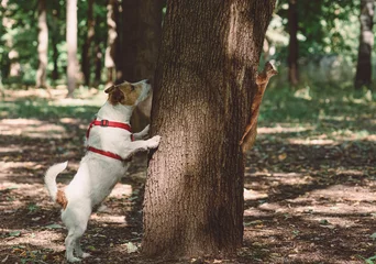 Foto op Plexiglas Dog sniffing from wrong side of tree looking for squirrel  © alexei_tm