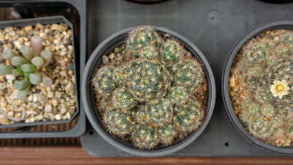 small Mammillaria bocasana in pots