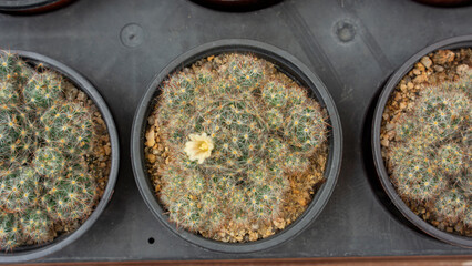 small Mammillaria bocasana in pots