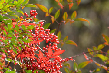 Red berries and leaves of nandina tree in early winter.
