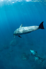 wildlife dolphins