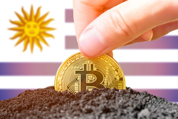 Legalization of bitcoin in Uruguay. Planting bitcoin in the ground on the background of the flag of Uruguay. Uruguay - investment in cryptocurrency
