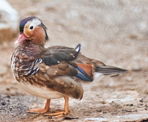 Mandarin Duck close up. Species of ducks Aix. 