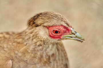 Portrait of Kalij Pheasant - Lophura leucomelanos bird.