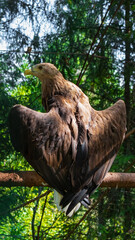 Fototapeta premium Bird of prey common buzzard from the hawk family sits on a branch spreading its wings close-up