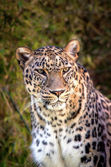 Fototapeta na wymiar close-up portrait of a leopard