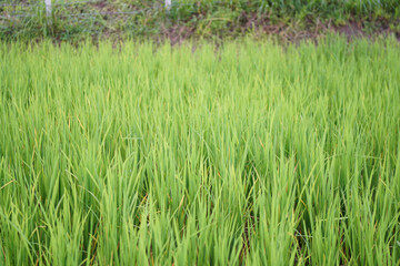 rice field