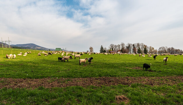Feeding sheep on meadow with hill on the background