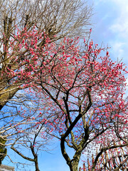 梅の花