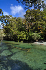 Fototapeta na wymiar Fluss Regenwald Neuseeland