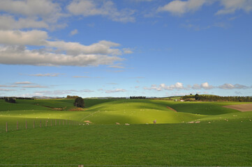 Fototapeta na wymiar Sheep Farm Rolling Hills Neuseeland