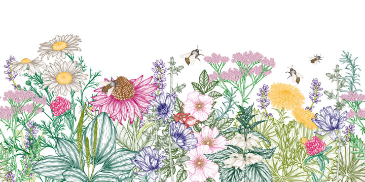 Seamless horizontal vector pattern of medicinal herbs and bees in engraving style. Linear chamomile, chicory, clover, lavender, plantain, valerian, echinacea, rosehip, coltsfoot, ginkgo, nettle